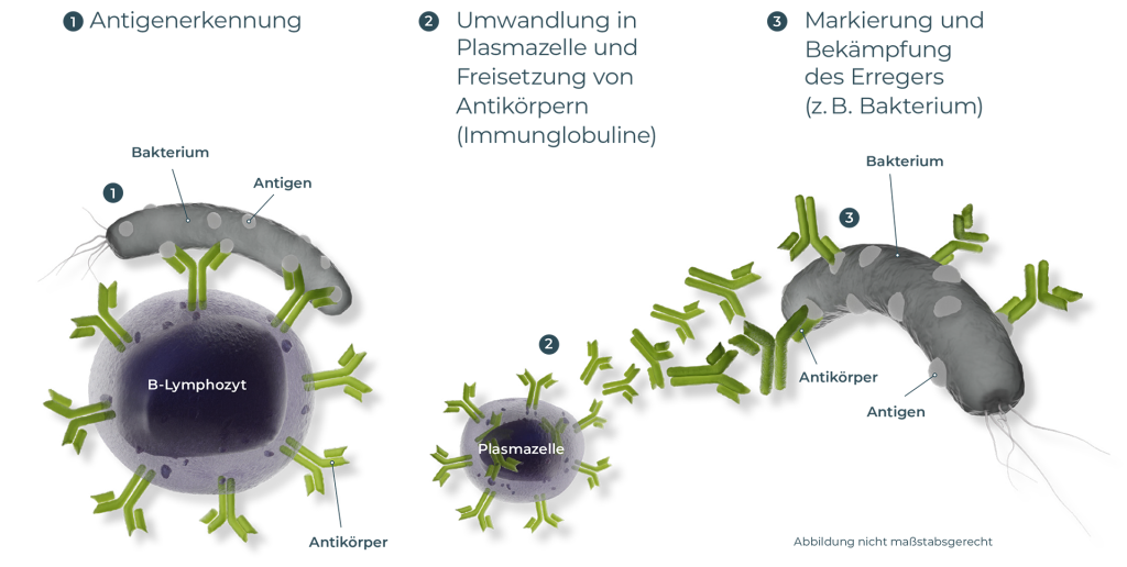 B-Lymphozyten kommen mit einem körperfremden Antigen, z. B. einem Bestandteil eines Krankheitserregers, in Kontakt. Sie werden aktiviert und wandeln sich in eine Plasmazelle. Diese setzt speziell auf den Erreger zugeschnittene Antikörper (Immunglobuline) frei. Die Antikörper docken am Antigen an, machen es damit kenntlich und unterstützen damit die Bekämpfung des Erregers.